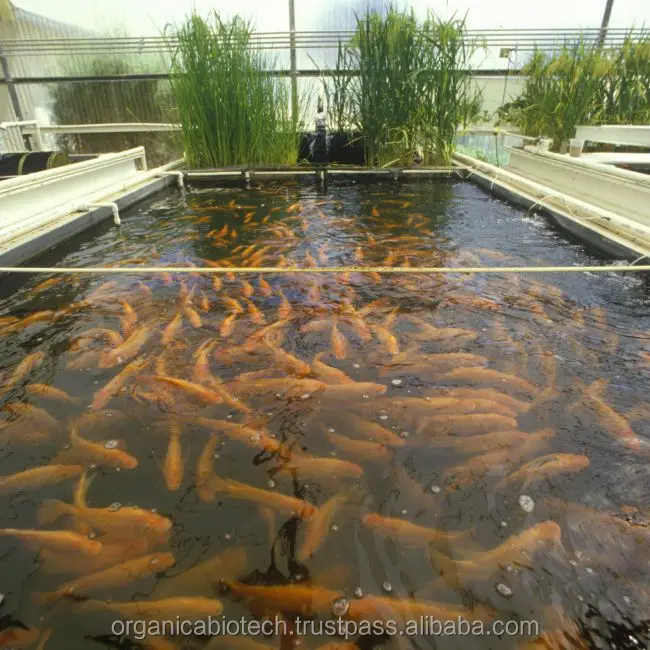 Best Aquaculture Equipment Probiotics-Fish Feed for Optimal Fish Farming