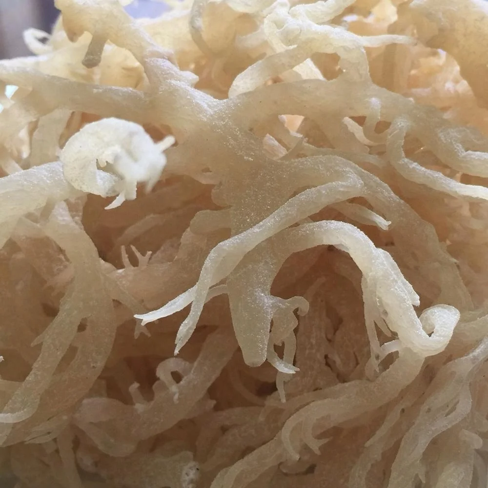 SEAMOSS/ IRISH MOS/EUCHEUMA COTTONII