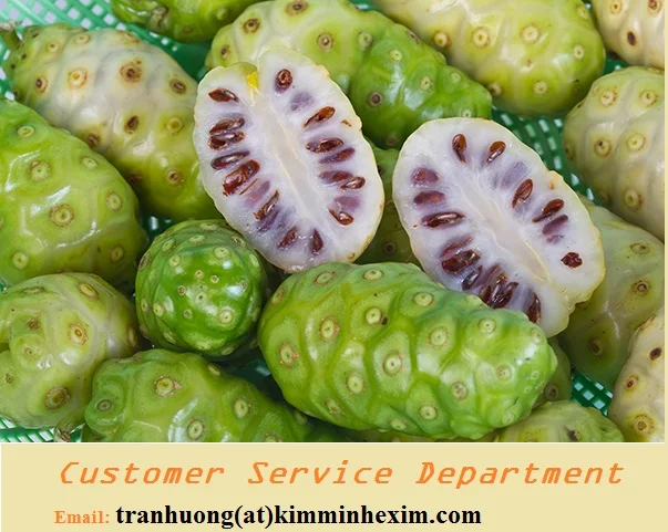 FRESH NONI FRUIT WITH CHEAP PRICE