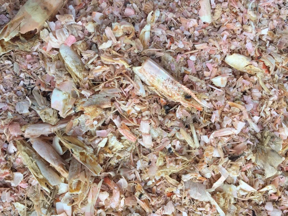 Hot Sale Shrimp Shell Powder from Vietnam Top Premium Natural Animal Feed for Cattle Best Price High Quality