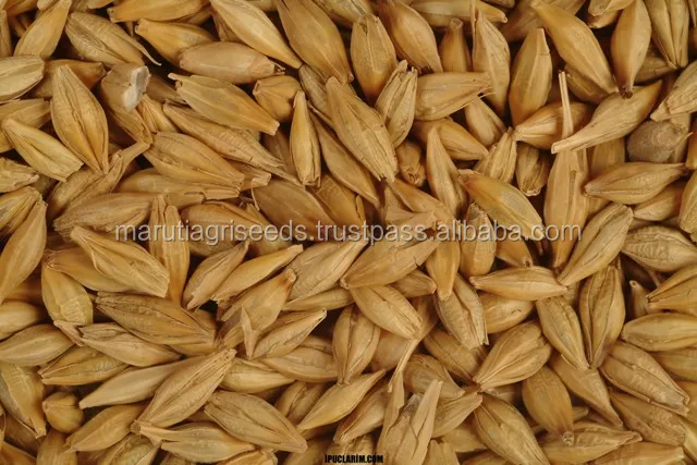 
Indian Exporter Of Barley Seeds For Portugal 