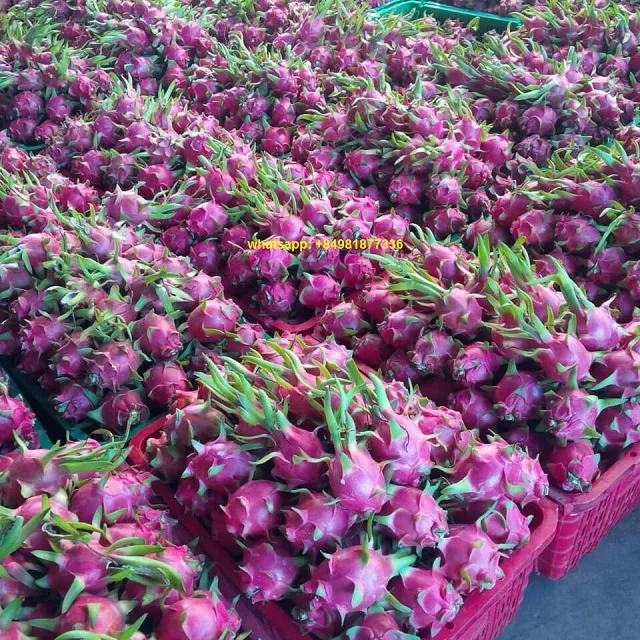 Свежие фрукты RED DRAGON, высокое качество