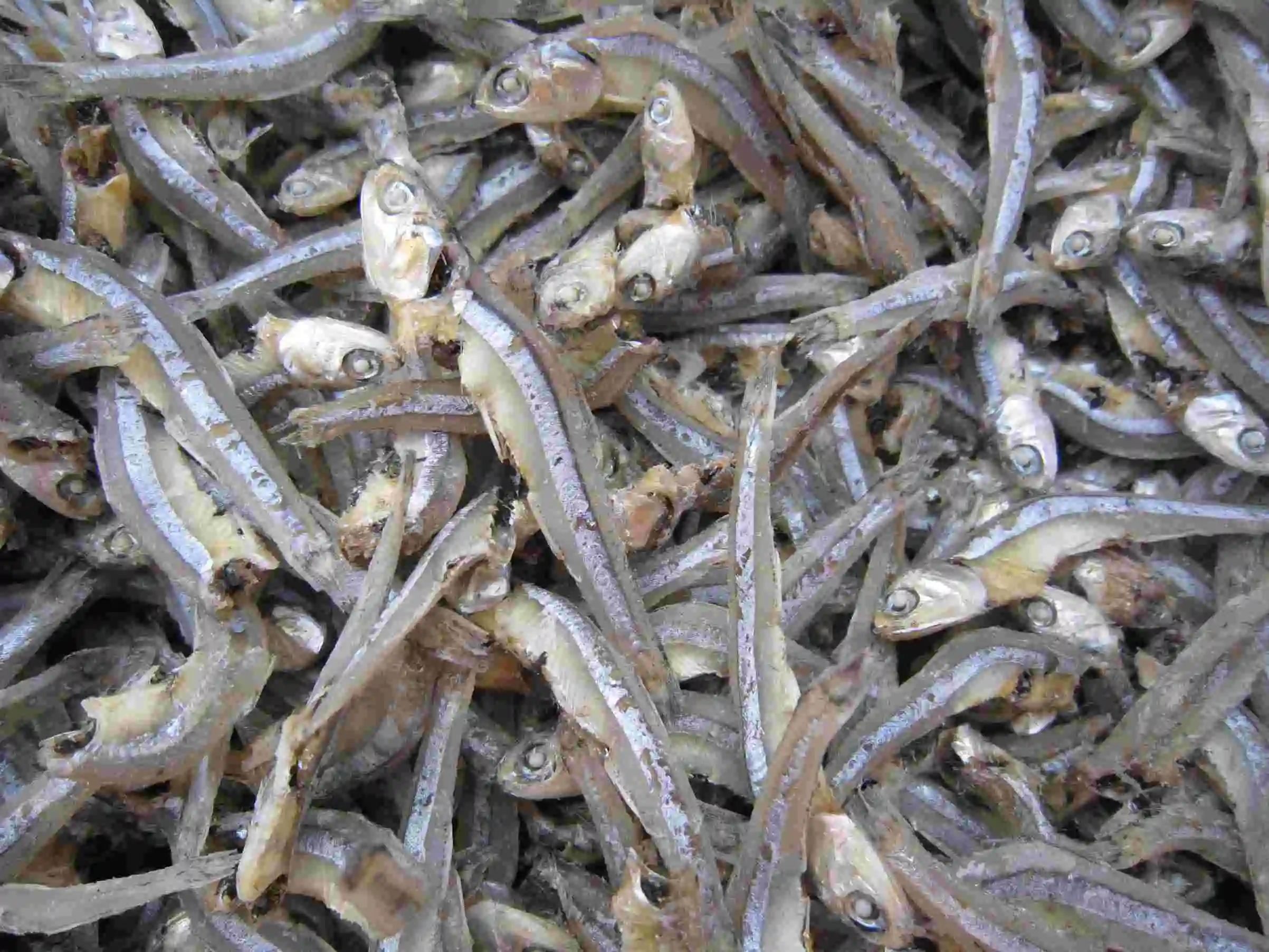 Vietnam Dry Fish Dried Anchovy - Sprats well dried Available
