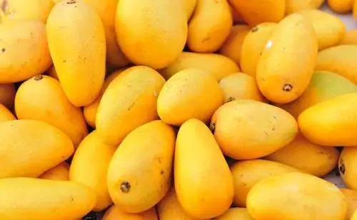 
Organic Fresh Mangos Available at wholesale prices 
