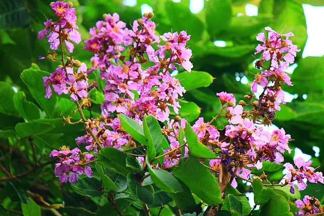 Banaba extract 1% Corosolic Acid  Crape Myrtle Crepe Myrtle Extrait de Banaba Lagerstroemia flos reginae