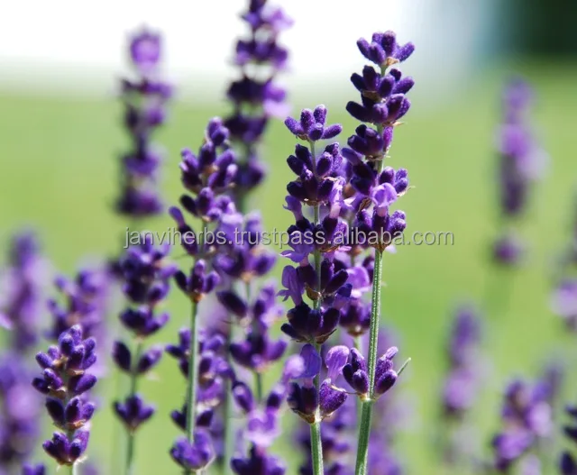 High Quality GMP Certified 100% Pure and Organic Lavender Oil