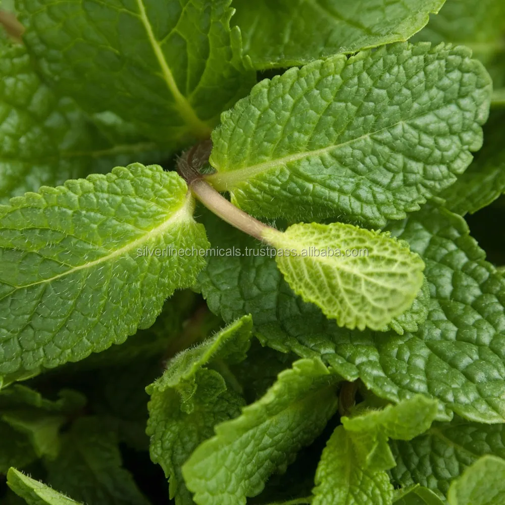 SPEARMINT OIL 60% suppliers