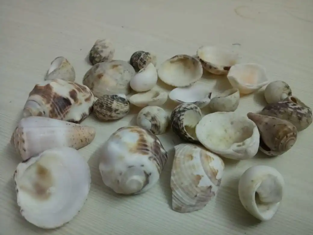 Aquarium tank filler sea shell and handicraft used natural sea shell small size cream color eco friendly