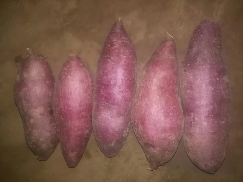 
Viet Nam Sweet Potato/ Purple Sweet Potato whatsapp 84 845 639 639 