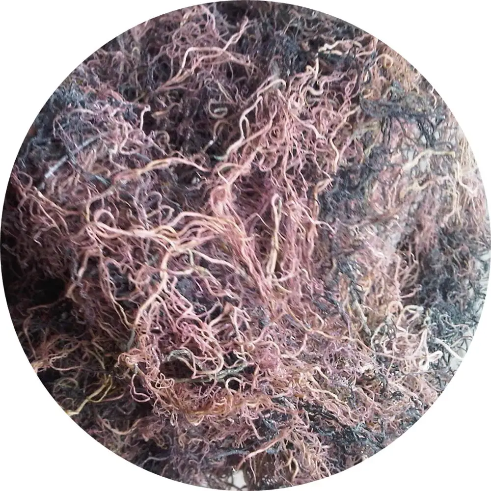 DRIED GRACILARIA SEAWEED EXTRA AGAR/ THE BEST PRICES