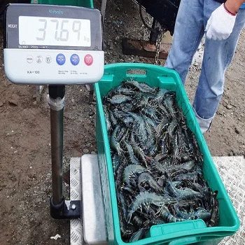 for SALE Sea Shrimps Seafood Fresh Frozen Shrimp Frozen Red Deep Sea