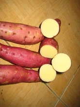 VIETNAM SOFT POTATO / BATATA (WHATSAPP+84-845-639-639)