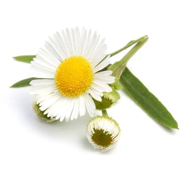 Поставка от производителя, немецкий гидрозоль ромашки