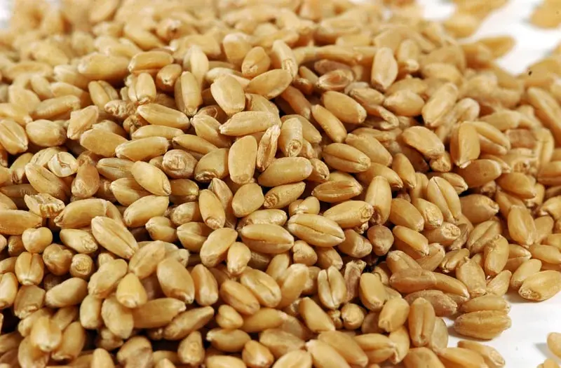  Indian Best Quality Dry Whole Grain Wheat /Dry Milling Animal Feed For Sale