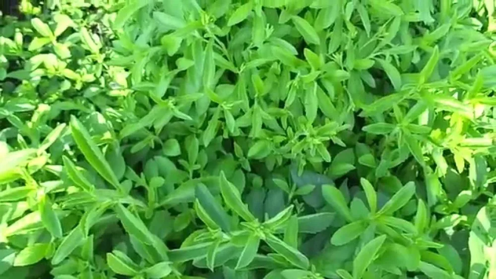 Stevia powder natural herbal extract in 200g packageing  pure safe