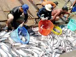 HIGH QUALITY BASA FISH SKIN FOR SALE IN THE WORLD(Whatsapp+84845639639)