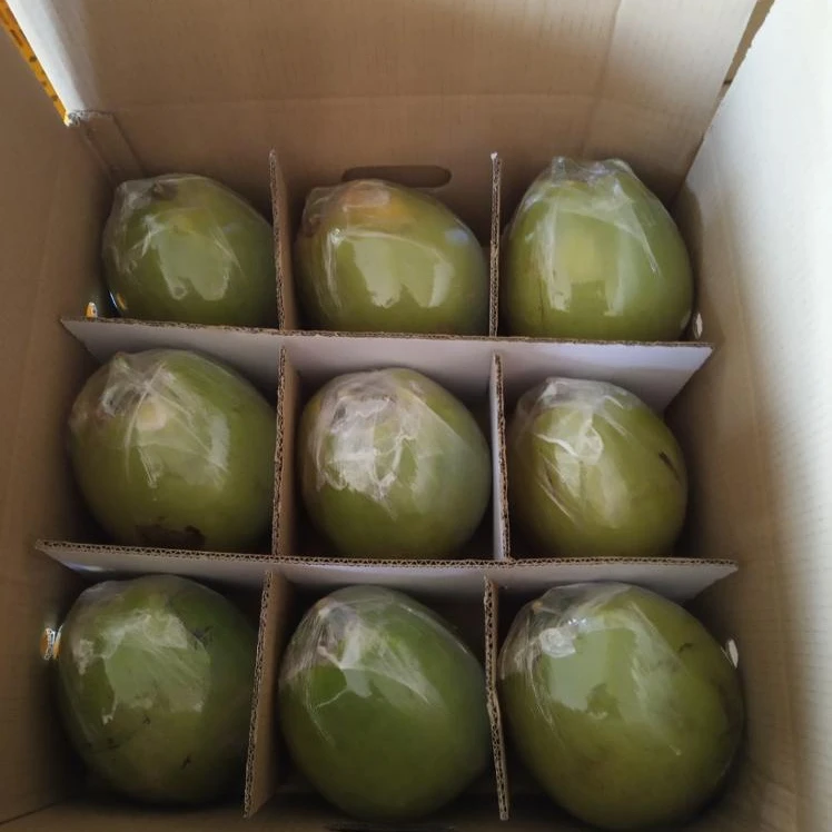 
FRESH GREEN COCONUT/ FRESH YOUNG COCONUT 