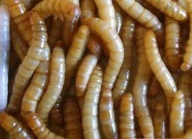 
Live/Dry Mealworm bird Food Chicken fish 