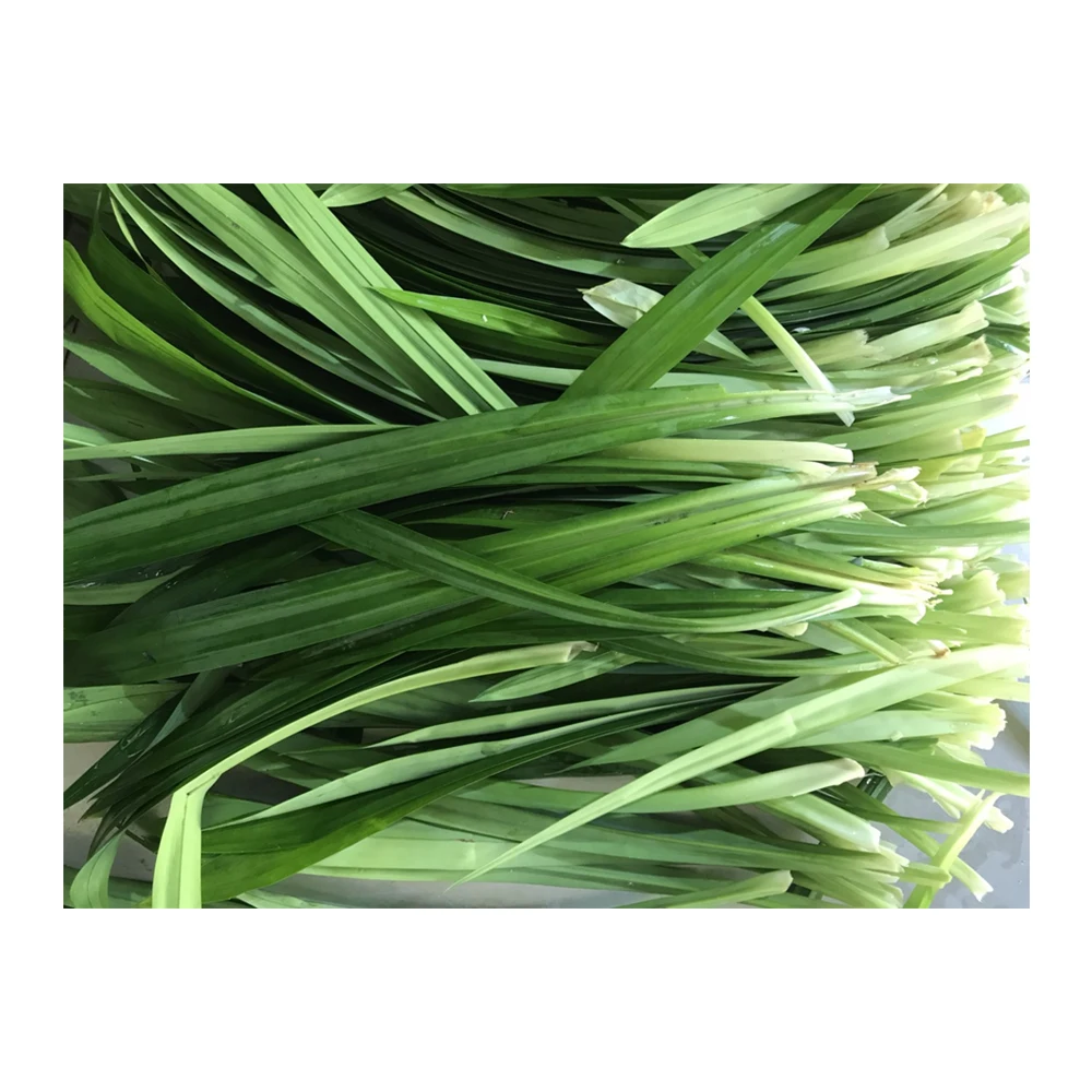 Порошок Листьев пандана может служить хорошей травяной добавкой высушенные листья экстракта имеют полезный запах