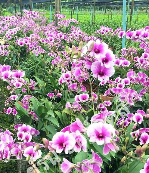 Ayame Orchid Plants Dendrobium Natural  Parishii