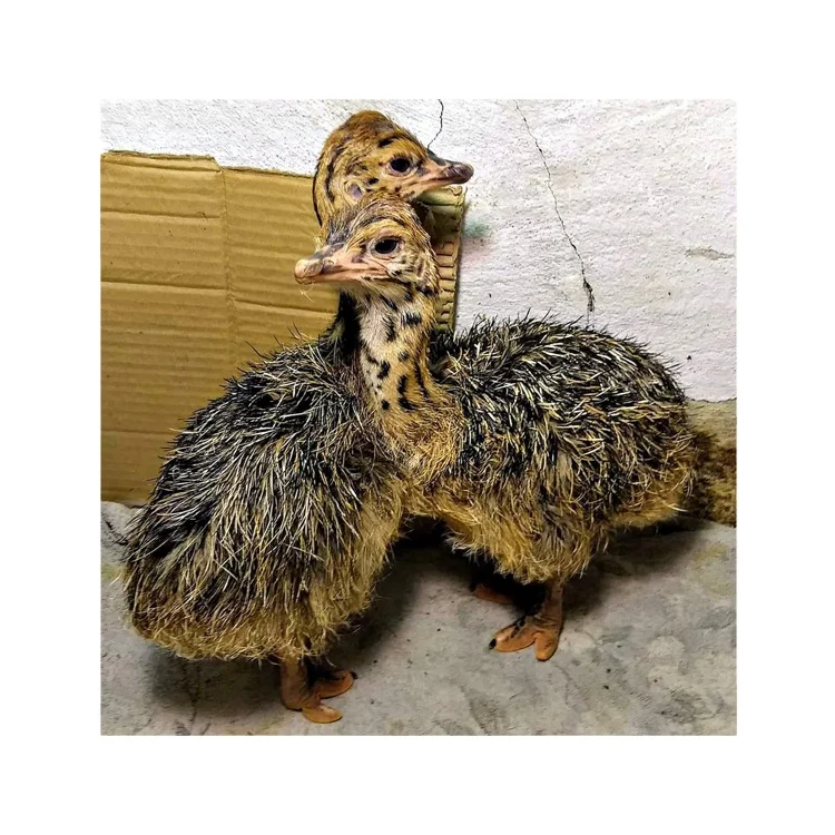 OSTRICH CHICKS