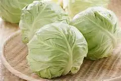 Fresh Organic Cabbage From Viet Nam- WHATSAPP TERESA +84971482716