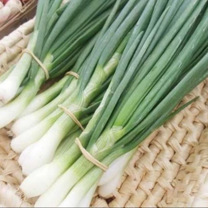 
FRESH SCALLIONS FOR SALE 