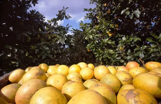 100% Fresh Grapefruit Orange From Pakistan