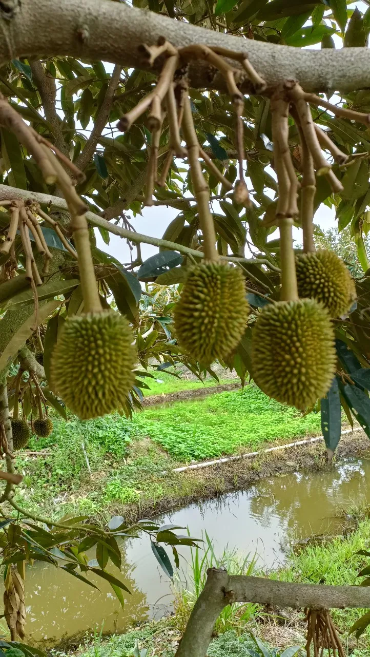 High Quality Fresh Durian For Export  Vietnam Fresh Durian Fruit Origin Type High Grade Good Price Best Taste Durians