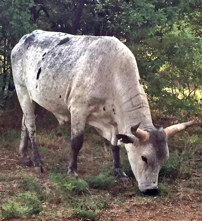 Nguni oxes bulls