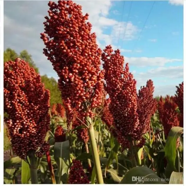 Sorghum Seeds For Fresh Quality Of Seeds