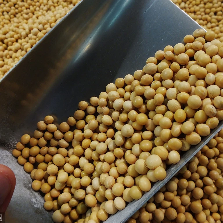 Non Gmo Soybean Seed for sale - Buy 100% Pure Soy bean wholesale