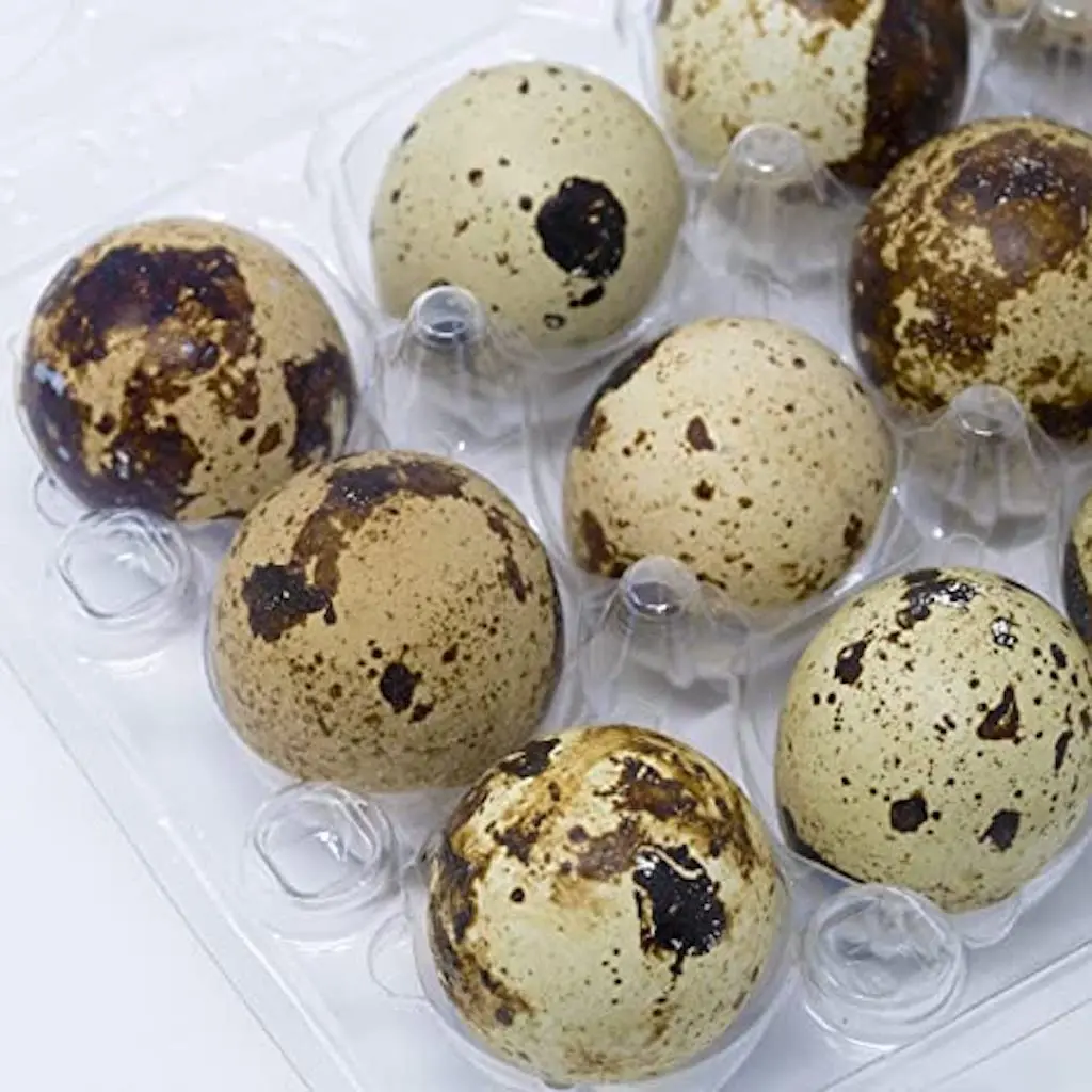 Buy now Fertile quail egg for sale
