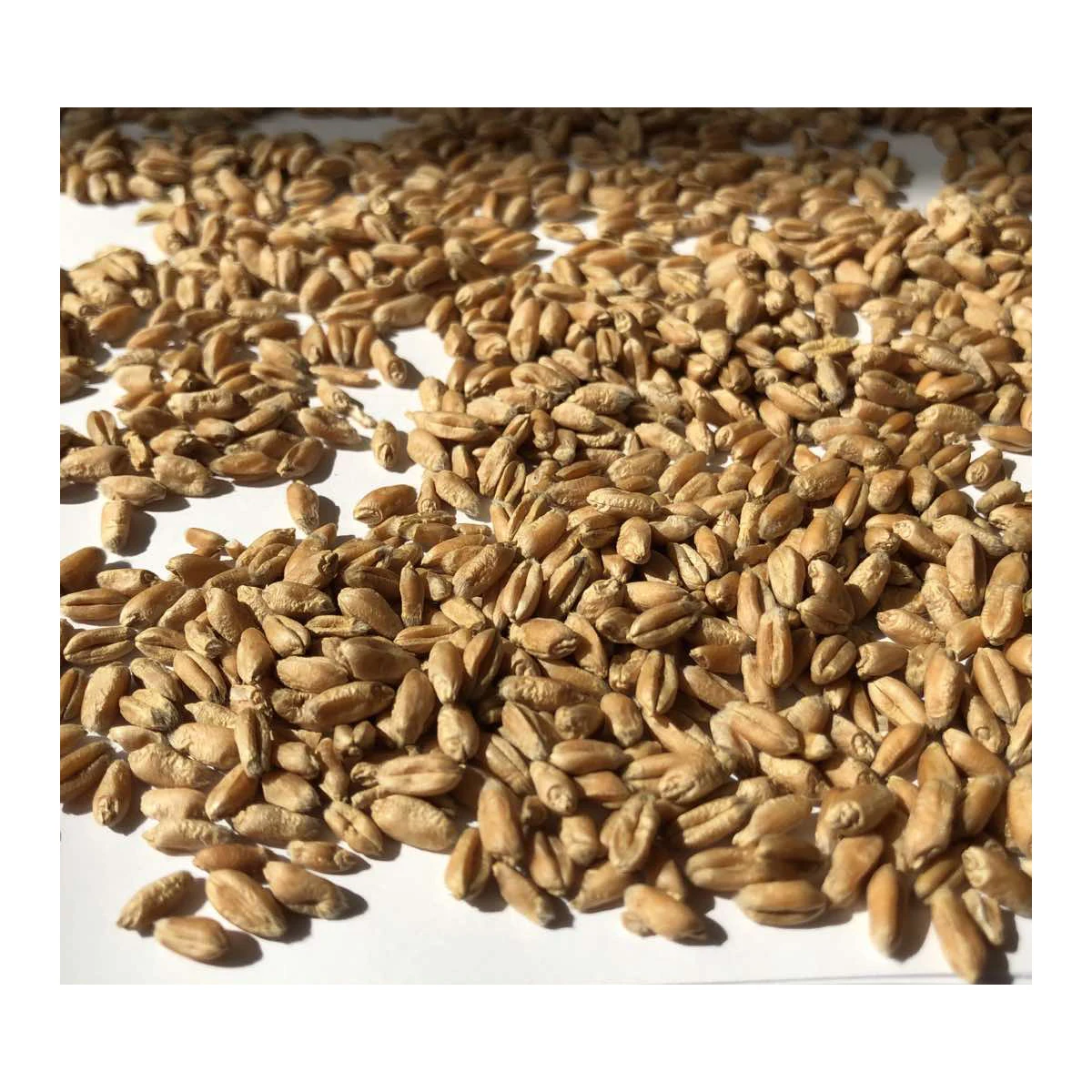 
Quality organic wheat grain in bulk, wholesale prices 