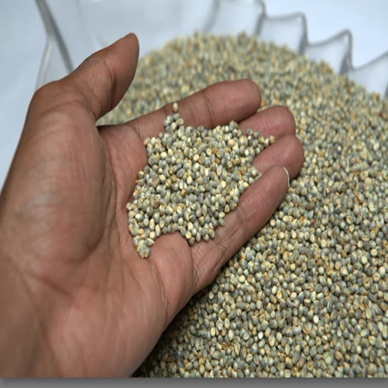 Organic Millets / Pearl Millet