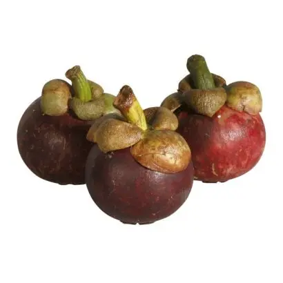 Fruit Modern Standards Viet Nam - Mangosteen Fruit With Good Price