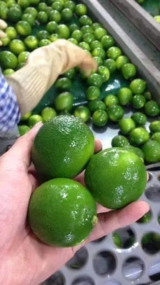  Замороженный/свежий дракон фрукты нарезанный Дракон Лучшая цена-Lina + 84 896 625 614