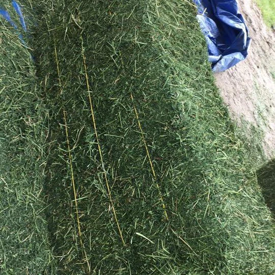 
Высококачественный Альфальфа для корма животных 