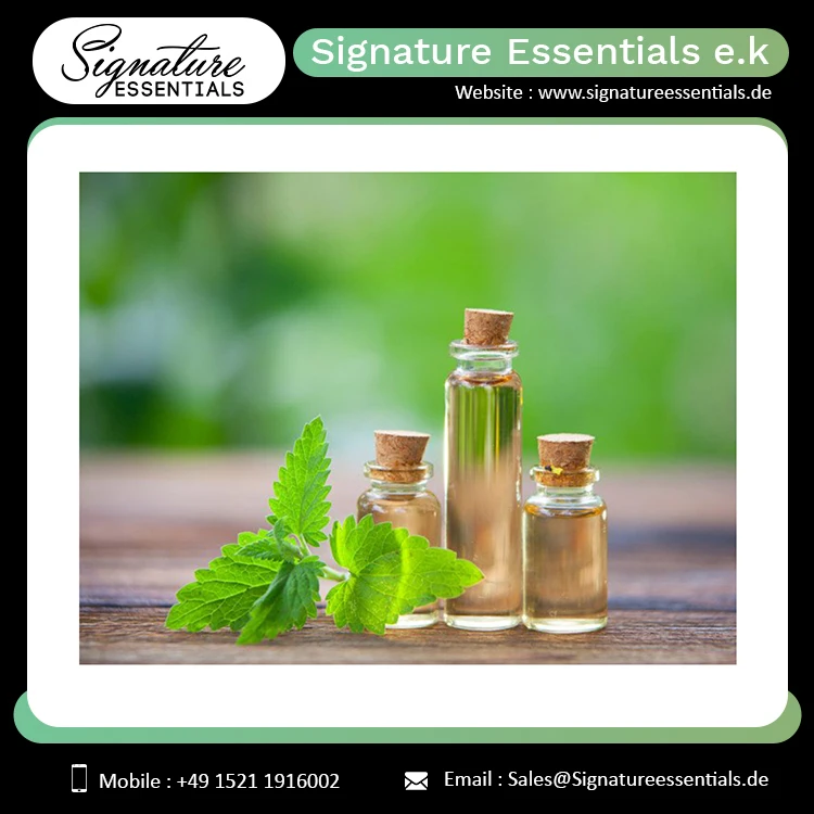 Best Selling  Cosmetic/Skin Care Use/ Medicinal Use Healthy Catnip Essential Oil (Nepeta cataria)