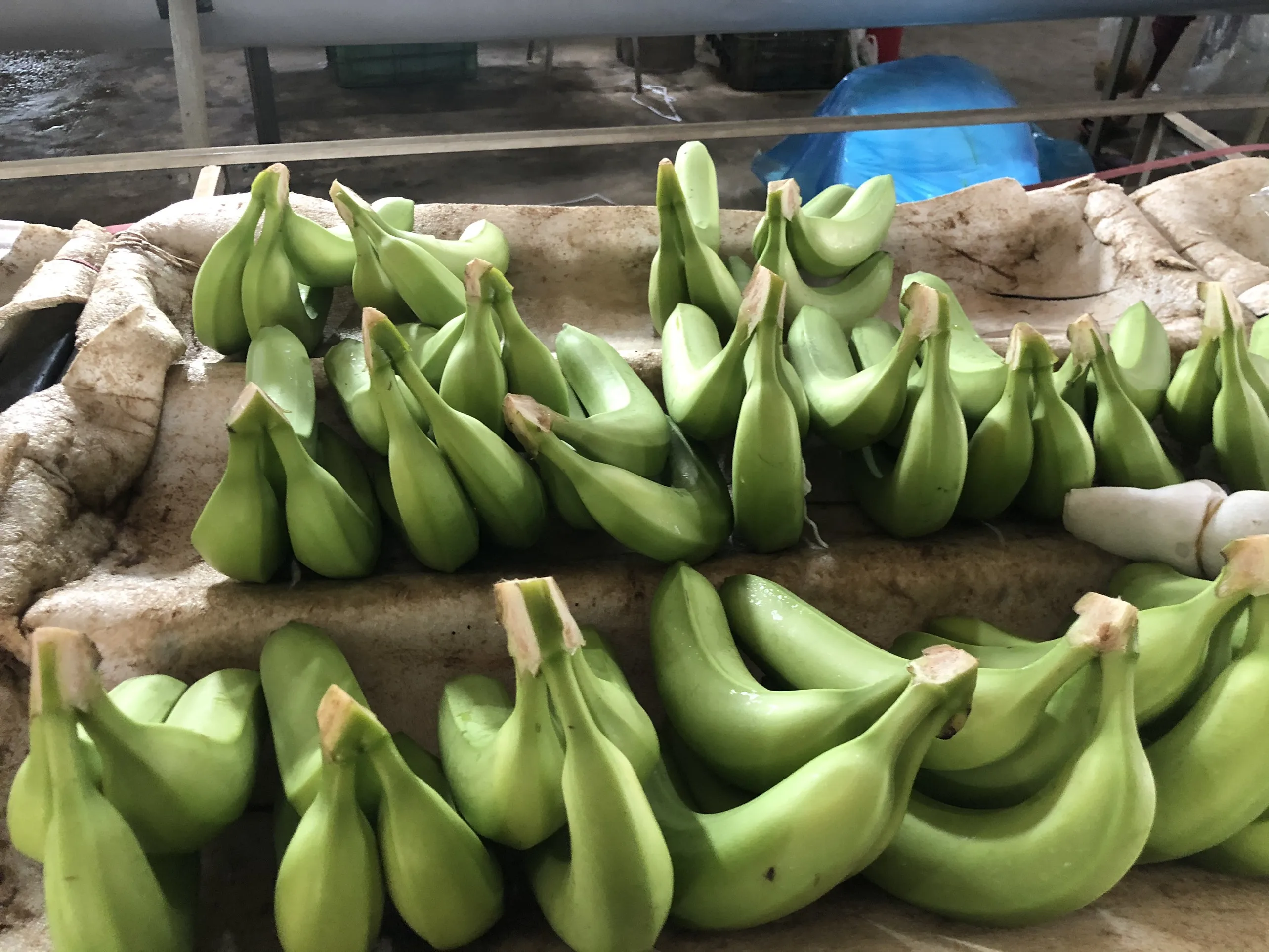 Fresh green cavendish banana for the cheapest
