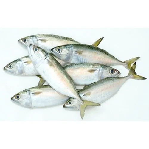 
Best Frozen freshness pacific mackerel 