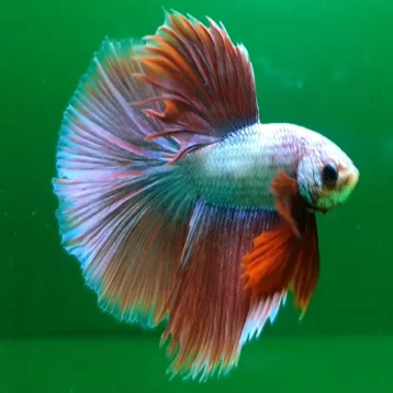 Таиланд бетта рыба полулуна супер цвет оптовая продажа