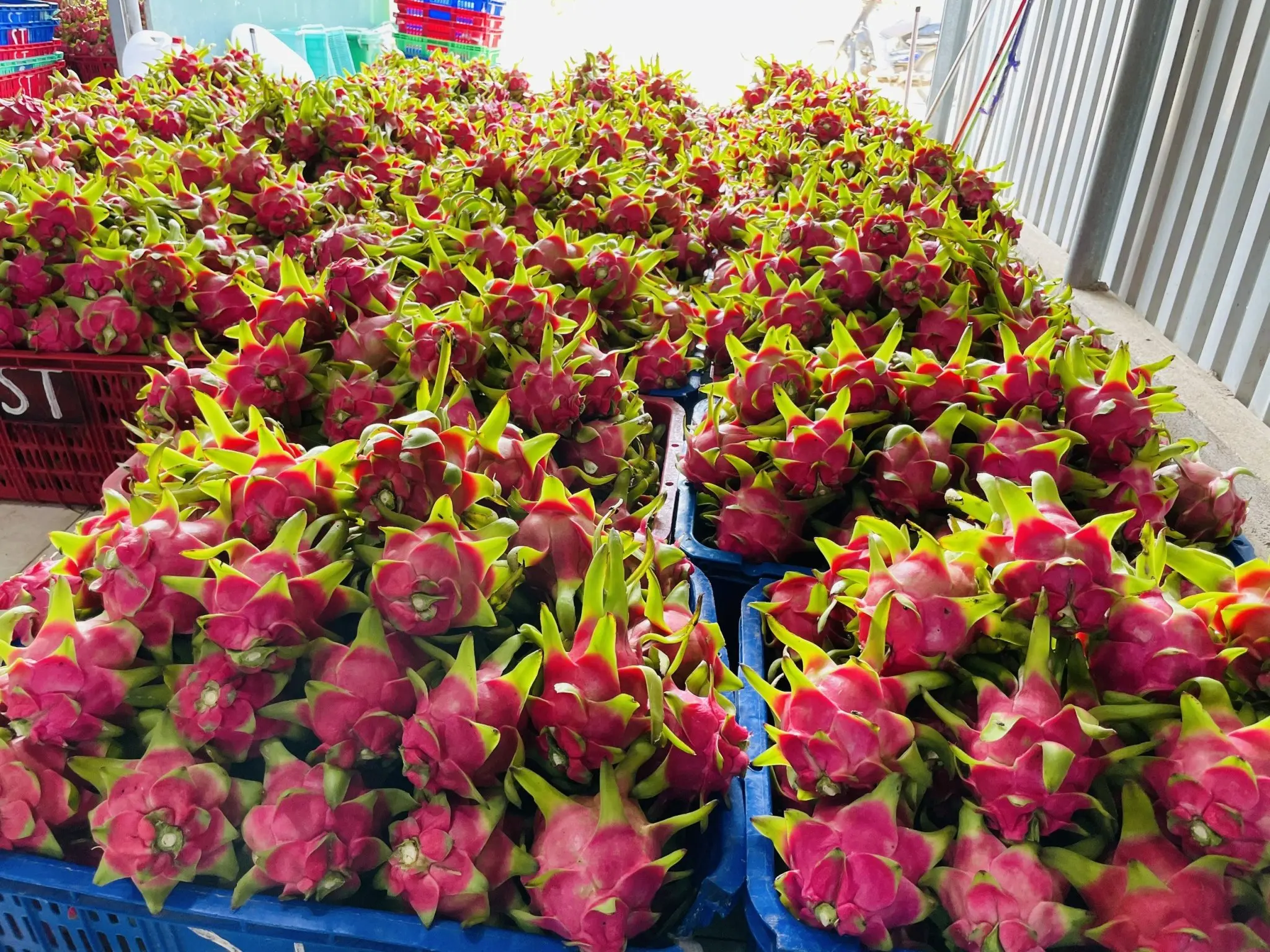 Свежий красный дракон фрукт/белый дракон фрукты прямая вьетнамская ферма оптовая цена богатые питание бесплатно налог