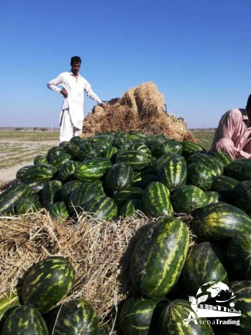 Fresh sweet watermelon, seedless watermelon for sale, wholesale watermelon fruit sweet and juicy