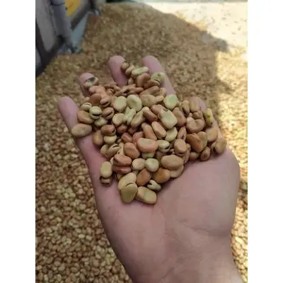 Golden Supplier of Dry Fava Beans Broad Beans