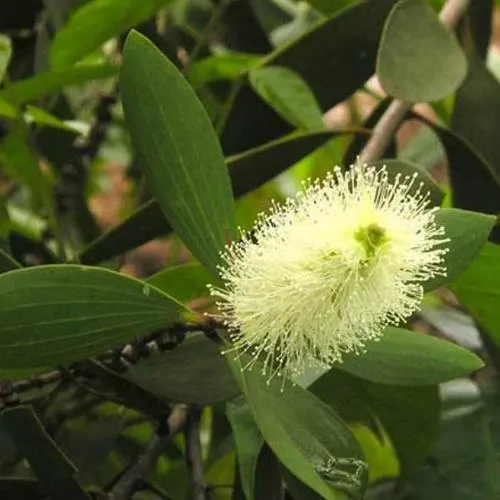 Эфирное масло эфирного масла Вьетнам 100% чистые органические высококачественные оптовая продажа с завода Лучшая цена