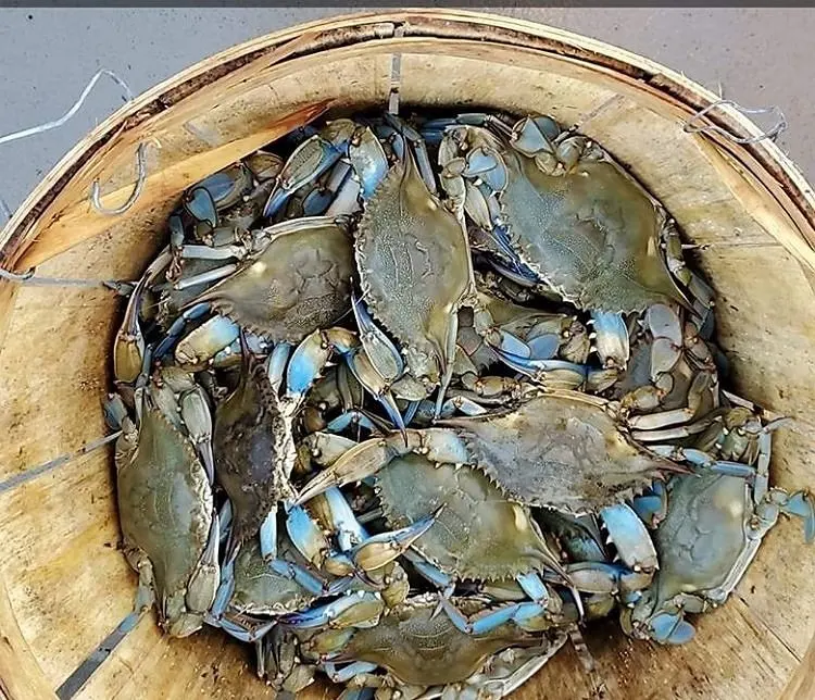 Blue Swing Crab /