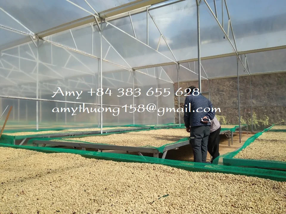 Arabia coffee/ green coffee beans/ whole bean coffee from Vietnam