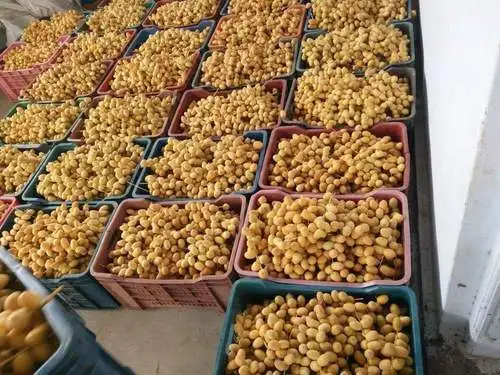 First Class New Season High Quality DATES FRUIT Available for export at a Cheaper FOB price