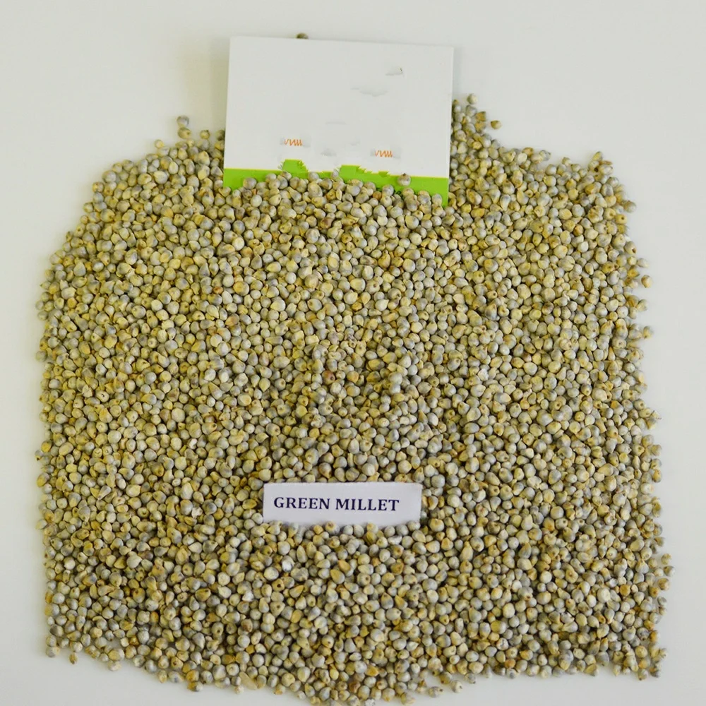 
White millet seed green millet seed indian millet seeds bajra seed 